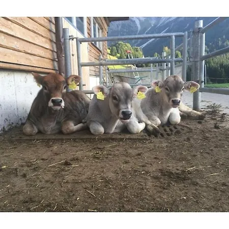 Birke Im Hoefle Semesterbostad Mittelberg
